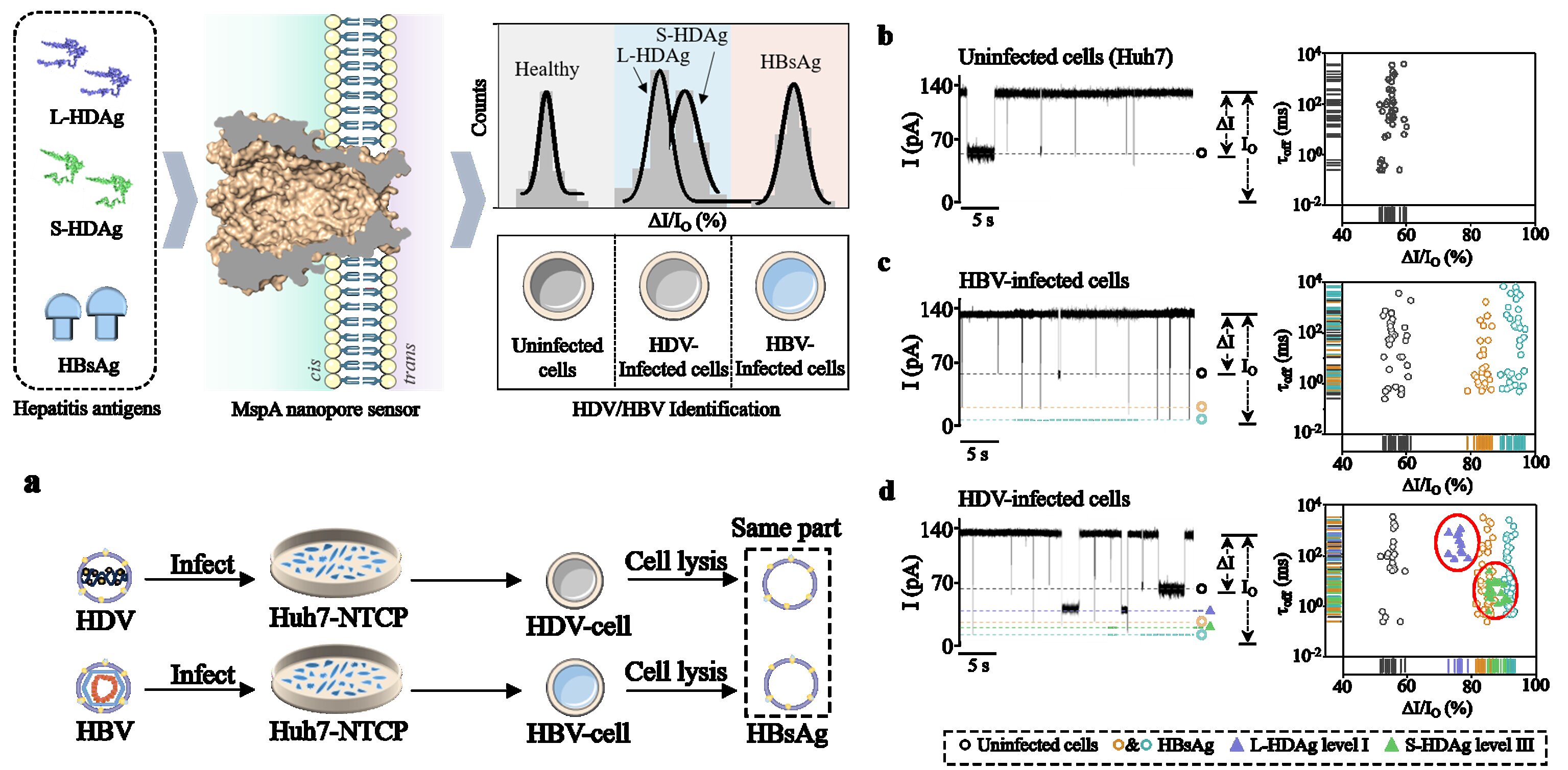 Nanopore Efficiently Identifies Hepatitis D/B Virus Co-infection in vitro Assay