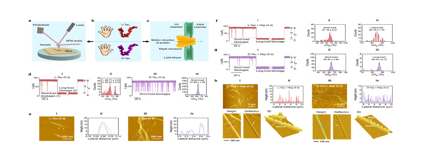 Nanoscale observation of heparin-mediated self-assembly of chiral Tau enantiomers