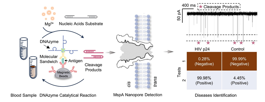 Molecular sandwich-based DNAzyme catalytic reaction towards transducing efficient nanopore electrical detection for antigen proteins